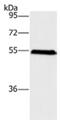 Sphingosine Kinase 2 antibody, MBS2518663, MyBioSource, Western Blot image 