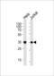 Protein FRG1 antibody, LS-C166252, Lifespan Biosciences, Western Blot image 
