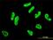 RCSD Domain Containing 1 antibody, H00092241-M01, Novus Biologicals, Immunocytochemistry image 