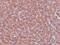 Lysine Demethylase 4A antibody, 5373, ProSci Inc, Immunohistochemistry frozen image 