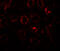 Solute Carrier Family 1 Member 7 antibody, 8083, ProSci, Immunofluorescence image 