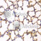 Erythrocyte Membrane Protein Band 4.1 antibody, A2490, ABclonal Technology, Immunohistochemistry paraffin image 