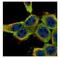 LYN Proto-Oncogene, Src Family Tyrosine Kinase antibody, NBP2-17189, Novus Biologicals, Immunofluorescence image 