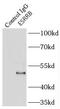 Steroid hormone receptor ERR2 antibody, FNab02871, FineTest, Immunoprecipitation image 