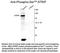 ATR-interacting protein antibody, NBP2-29537, Novus Biologicals, Western Blot image 