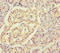 Ribosomal Protein L34 antibody, LS-C396465, Lifespan Biosciences, Immunohistochemistry paraffin image 