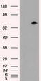 Prominin-2 antibody, LS-C114451, Lifespan Biosciences, Western Blot image 