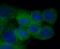 FLICE antibody, FNab01294, FineTest, Immunofluorescence image 