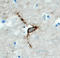 Hyaluronan and proteoglycan link protein 4 antibody, AF4085, R&D Systems, Immunohistochemistry frozen image 