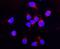 D-Dopachrome Tautomerase antibody, A01354, Boster Biological Technology, Immunofluorescence image 