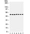 SMAD Family Member 1 antibody, R32238, NSJ Bioreagents, Western Blot image 