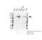 DExD/H-Box Helicase 58 antibody, VMA00635, Bio-Rad (formerly AbD Serotec) , Western Blot image 