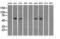 Guanylate Binding Protein 2 antibody, LS-C114752, Lifespan Biosciences, Western Blot image 