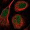 Zinc Finger Protein 606 antibody, NBP1-92632, Novus Biologicals, Immunofluorescence image 