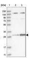3-hydroxyisobutyrate dehydrogenase, mitochondrial antibody, NBP1-82526, Novus Biologicals, Western Blot image 