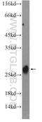 Methionine Sulfoxide Reductase B3 antibody, 14251-1-AP, Proteintech Group, Western Blot image 
