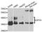 DNA Fragmentation Factor Subunit Alpha antibody, STJ29835, St John