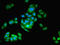 ARSA antibody, LS-C375275, Lifespan Biosciences, Immunofluorescence image 