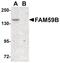 Protein FAM59B antibody, PA5-20846, Invitrogen Antibodies, Western Blot image 