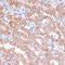 Membrane-bound transcription factor site-1 protease antibody, 14-958, ProSci, Immunohistochemistry frozen image 