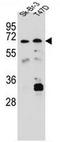 Carboxylesterase 4A antibody, AP50871PU-N, Origene, Western Blot image 