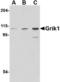 Glutamate Ionotropic Receptor Kainate Type Subunit 1 antibody, TA306494, Origene, Western Blot image 