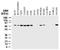 Baculoviral IAP Repeat Containing 2 antibody, NB100-56128, Novus Biologicals, Western Blot image 