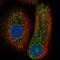 Caspase 14 antibody, HPA027062, Atlas Antibodies, Immunofluorescence image 