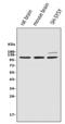 Synaptopodin antibody, A03154-1, Boster Biological Technology, Western Blot image 