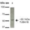 alpha-Tubulin antibody, SPC-692D, StressMarq, Western Blot image 