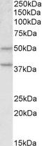 Ghrelin O-acyltransferase antibody, STJ72532, St John