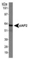 Baculoviral IAP Repeat Containing 3 antibody, PA5-22997, Invitrogen Antibodies, Western Blot image 