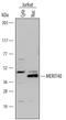 BRISC And BRCA1 A Complex Member 1 antibody, AF6604, R&D Systems, Western Blot image 