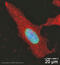 Histone Cluster 1 H2B Family Member D antibody, ab1790, Abcam, Immunocytochemistry image 