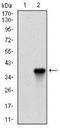 Zinc finger protein 42 antibody, NBP2-37357, Novus Biologicals, Western Blot image 