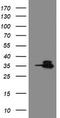 OTU Deubiquitinase, Ubiquitin Aldehyde Binding 1 antibody, TA505150, Origene, Western Blot image 