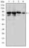 X-Ray Repair Cross Complementing 5 antibody, NBP2-37583, Novus Biologicals, Western Blot image 