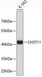 Carbohydrate sulfotransferase 11 antibody, 19-445, ProSci, Western Blot image 