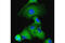 Autophagy Related 16 Like 1 antibody, 8089T, Cell Signaling Technology, Immunofluorescence image 