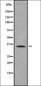 BRCA1-associated protein antibody, orb338085, Biorbyt, Western Blot image 