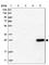 Dicarbonyl And L-Xylulose Reductase antibody, HPA023863, Atlas Antibodies, Western Blot image 