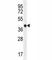 Caspase 5 antibody, F41059-0.4ML, NSJ Bioreagents, Western Blot image 