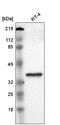 CRK Like Proto-Oncogene, Adaptor Protein antibody, HPA000532, Atlas Antibodies, Western Blot image 