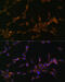 Coi antibody, 18-152, ProSci, Immunofluorescence image 