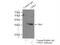 Cyclin Dependent Kinase 4 antibody, 11026-1-AP, Proteintech Group, Immunoprecipitation image 