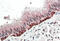 Forkhead Box I3 antibody, MBS422223, MyBioSource, Immunohistochemistry paraffin image 