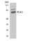 SNK antibody, LS-C200499, Lifespan Biosciences, Western Blot image 