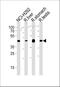 Polycomb Group Ring Finger 6 antibody, A07034, Boster Biological Technology, Western Blot image 