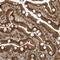 Microtubule-associated serine/threonine-protein kinase 3 antibody, NBP1-82992, Novus Biologicals, Immunohistochemistry paraffin image 