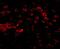 Matrilin 4 antibody, NBP1-77012, Novus Biologicals, Immunocytochemistry image 